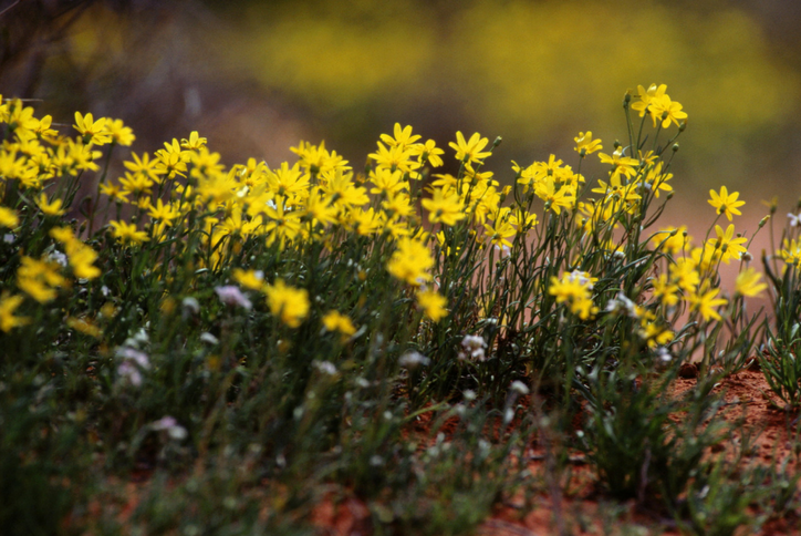 Sweetwater residents make wildflower seed balls Here’s how.